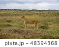 ケニア　動物　国立公園　サファリ 48394368