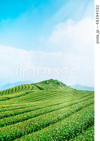 茶畑 紅茶農園 茶園 48394592