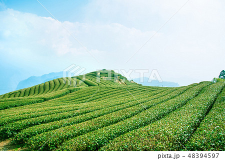 ティー 紅茶 茶 48394597