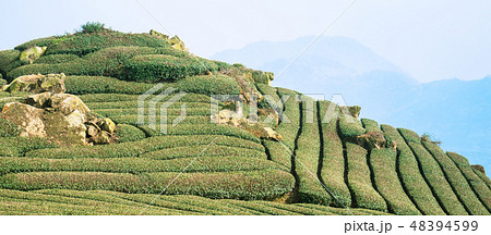 ティー 紅茶 茶 48394599