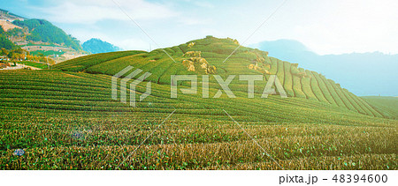 ティー 紅茶 茶 48394600