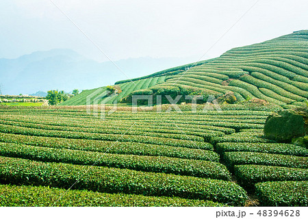 ティー 紅茶 茶 48394628