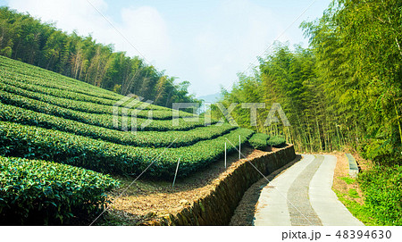 ティー 紅茶 茶 48394630