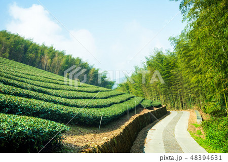 ティー 紅茶 茶 48394631