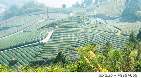 ティー 紅茶 茶 48394669