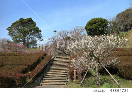 城山公園の梅園(館山市) 城山公園の梅園(館山市) 48394785