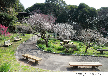 城山公園の梅園(館山市) 48394786