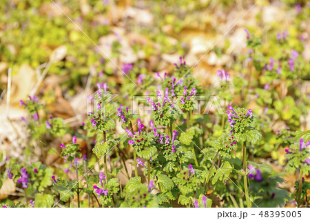 群生するホトケノザ 48395005