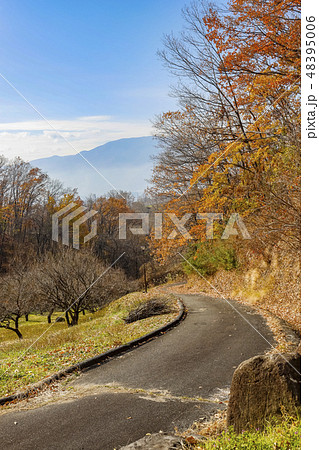 【山梨県甲斐市】黄葉の敷島梅の里と南アルプス 【山梨県甲斐市】黄葉の敷島梅の里と南アルプス 48395006