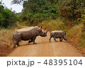 ケニア　国立公園　シロサイの親子 48395104