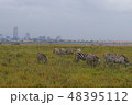 ケニア　国立公園　シマウマと高層ビル 48395112