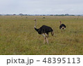 ケニア　国立公園　ダチョウ 48395113