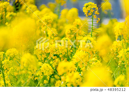 菜の花畑の写真素材