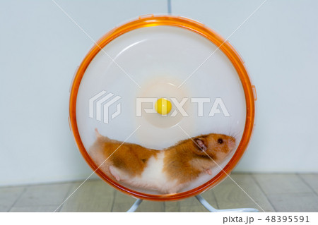 回し車を走るゴールデンハムスター 48395591