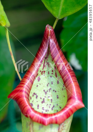 Nepenthes, tropical pitcher, plant. Nepenthes, tropical pitcher, plant. 48395657