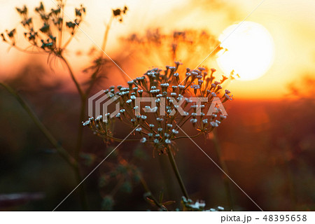 Wildflowers and grass during sunrise in summer Wildflowers and grass during sunrise in summer 48395658