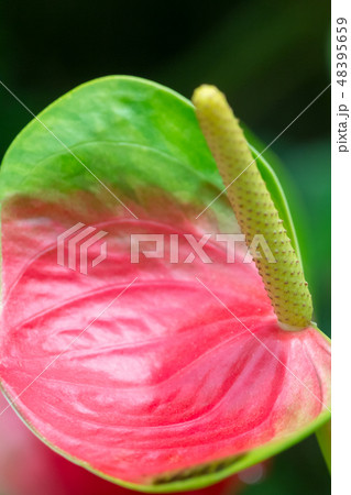 Anthurium, flamingo flower. Anthurium, flamingo flower. 48395659