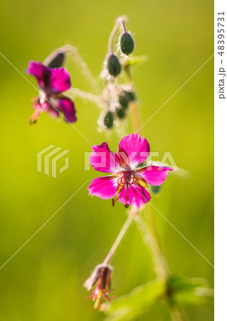 Dianthus carthusianorum, Carthusian Pink flower. 48395731