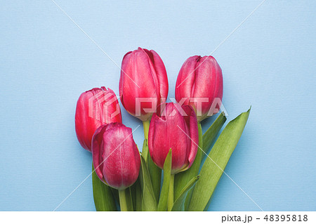 Bouquet of bright purple tulips on blue background Bouquet of bright purple tulips on blue background 48395818