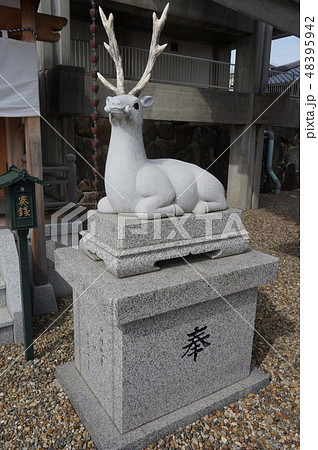 【近畿三十六不動霊場】第八番　不動寺境内の白鹿明神の牡鹿　大阪府豊中市 48395942
