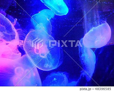 神秘的なクラゲ 48396585