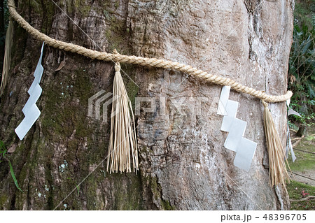 注連縄が張ってある楠の幹 大山祇神社にて 注連縄が張ってある楠の幹 大山祇神社にて 48396705