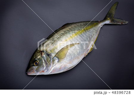 しまあじ　食材 48396728