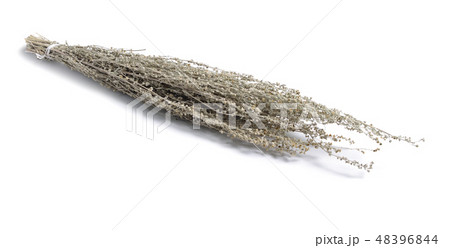 Artemisia absinthium or absinthe Artemisia absinthium or absinthe 48396844