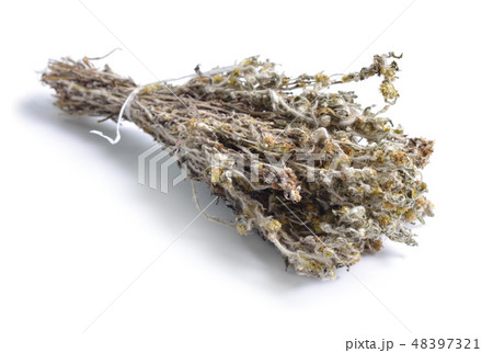 Dried Gnaphalium uliginosum or marsh cudweed Dried Gnaphalium uliginosum or marsh cudweed 48397321