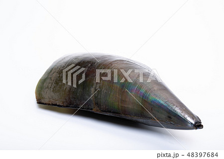 タイラギ 平貝 タイラギ 平貝 48397684