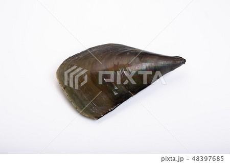 タイラギ　平貝 48397685