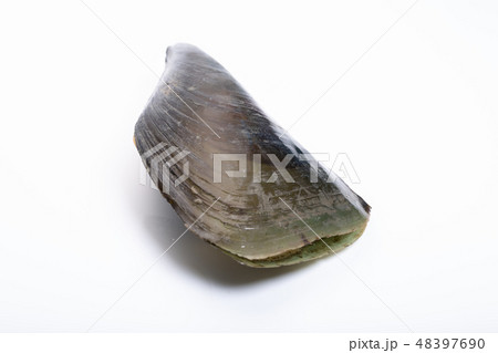 タイラギ 平貝 タイラギ 平貝 48397690