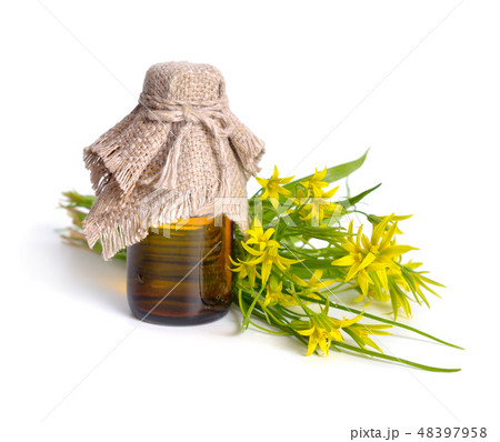 Gagea or yellow star-of-Bethlehem  48397958