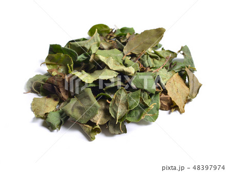 Leaves of Orthilia secunda. Leaves of Orthilia secunda. 48397974