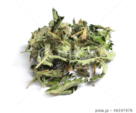 Leaves of Agrimonia eupatoria, agrimony 48397976