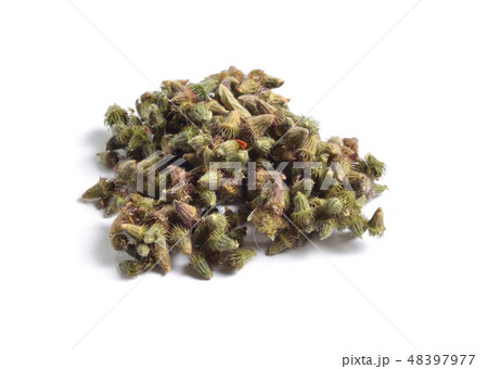 Seed of Agrimonia eupatoria, agrimony 48397977