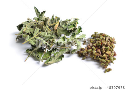 Leaves with Seed of Agrimonia eupatoria, agrimony, 48397978