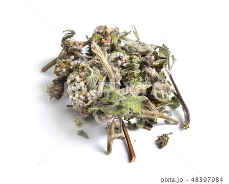 Dried medicinal herbs  Leonurus. 48397984