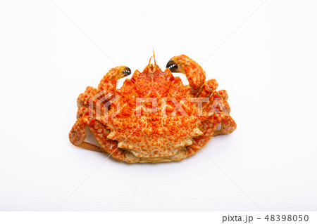 栗蟹 栗蟹 48398050