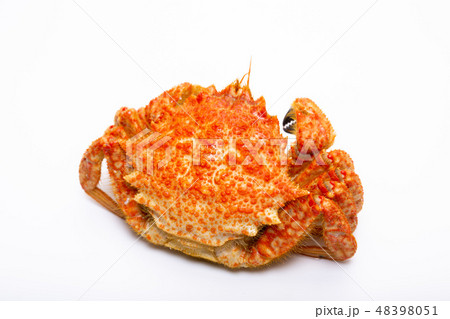 栗蟹 栗蟹 48398051