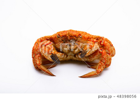 栗蟹 48398056