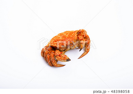 栗蟹 栗蟹 48398058