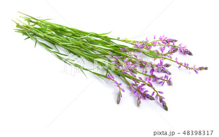 Polygala, commonly known as milkworts  48398317