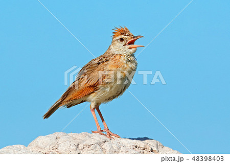 Rufous-naped Lark, Mirafra africana 48398403