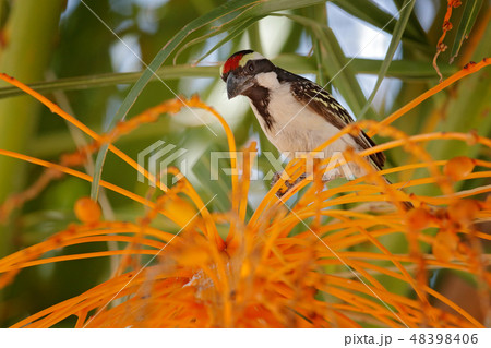 Acacia Pied Barbet, Tricholaema leucomelas. Acacia Pied Barbet, Tricholaema leucomelas. 48398406