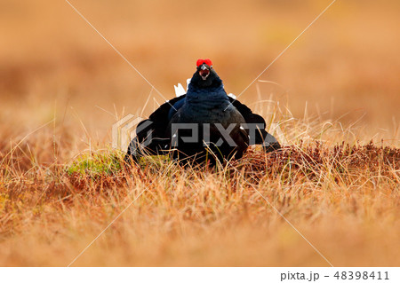 Black grouse on the bog meadow. 48398411