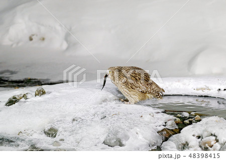 Blakiston's fish owl, caught fish in the bill 48398415