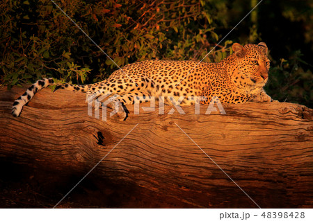 African Leopard, Panthera pardus shortidgei 48398428