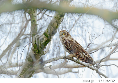 Short-eared Owl, Asio flammeus, on the tree. Short-eared Owl, Asio flammeus, on the tree. 48398432