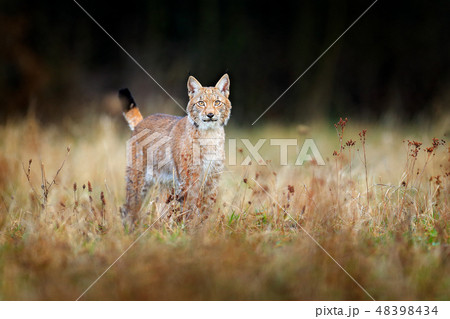 Walking Eurasian wild cat on meadow. 48398434